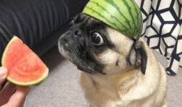 睡觉没空小号吃瓜