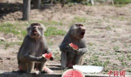 吃瓜北狐,揭秘娱乐圈背后的那些事儿