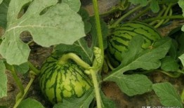 吃瓜群众种植专用,轻松入门，快乐收获