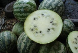 昆明嫩圆瓜怎么吃,昆明嫩圆瓜的多彩食法探索