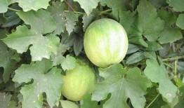 梦见在果园摘豆角瓜吃瓜,果园摘豆角瓜，品味神秘瓜果之旅