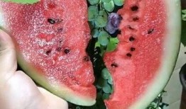 亲手种的瓜怎么吃,瓜农的丰收美味指南