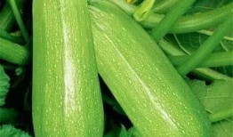 甘旗卡吃瓜,一场别开生面的吃瓜盛宴