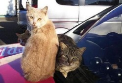 吃瓜群众流浪猫,吃瓜群众的温暖守护者