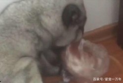 圆圆脸吃瓜,揭秘娱乐圈幕后故事