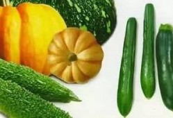 什么叫吃瓜信息,揭秘热点事件背后的真相与娱乐