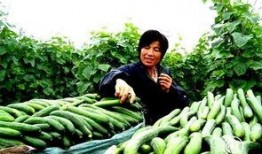 沂南最新吃瓜事件,揭秘当地热议的神秘现象