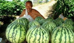 辰居路吃瓜,揭秘网红美食背后的“吃瓜”故事