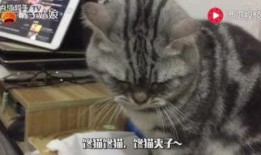 吃瓜猫孩子,揭秘网络红人的成长之路