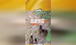 树底吃瓜的,夏日悠闲时光的惬意体验