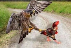 梦见老鹰吃瓜是什么意思,老鹰吃瓜背后的寓意与启示