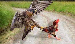 梦见老鹰吃瓜是什么意思,老鹰吃瓜背后的寓意与启示