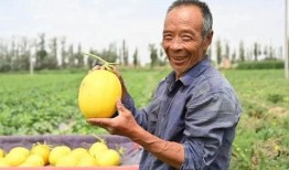 吃蜜瓜挖着吃,挖着吃的独特美味体验