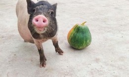 猪吃瓜吗,揭秘猪是否吃瓜之谜