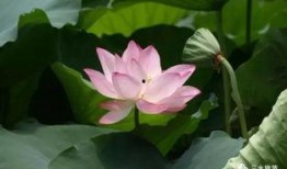 荷玥吃瓜,揭秘娱乐圈背后的那些事儿