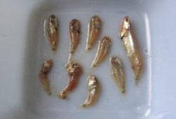 魔方小鱼吃瓜,一场吃瓜引发的奇幻冒险