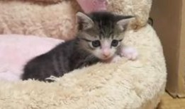 小奶猫看吃瓜,揭秘吃瓜界的趣味与真相