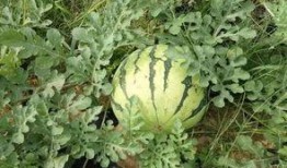 免费吃瓜地址有什么,畅享美食盛宴的秘密通道