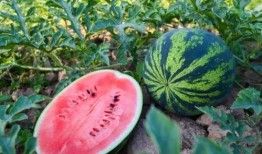 商丘宁陵吃瓜,夏日吃瓜盛宴，品味乡村休闲生活