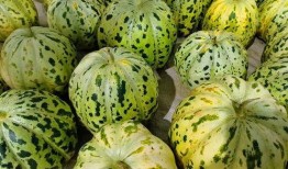 咬瓜可以怎么吃,创意瓜果美味探索