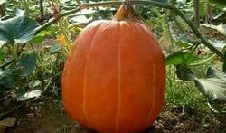 华兰吃瓜遇超大瓜,娱乐圈风云再起