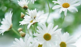 野生雏菊吃瓜视频,萌态十足引网友热议