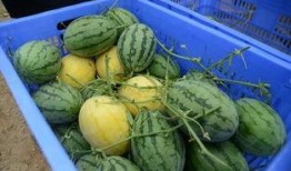 金河谷吃瓜,揭秘娱乐圈背后的秘密与八卦