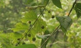 中南林业吃瓜,揭秘校园里的“吃瓜”文化现象