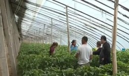 伊犁吃瓜新闻,揭秘新疆美食背后的故事