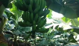 吃瓜缅甸北部,吃瓜群众眼中的风云变幻