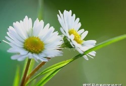 野生雏菊吃瓜视频,萌态十足引网友热议