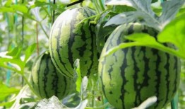 收走吃瓜群众的西瓜,吃瓜群众西瓜被收引发热议