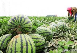 瓜怎么吃不苦,解锁甜蜜口感的小技巧