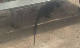 群众围观巨兽吃瓜,群众围观热议不断