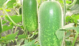 吃瓜图片代表啥意思,吃瓜群众视角下的社会百态