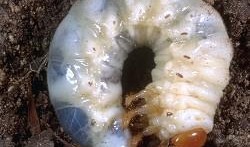 什么瓜的虫子可以吃,探索可食用瓜类虫子的奥秘