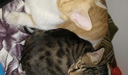 吃瓜猫孩子,揭秘网络红人的成长之路