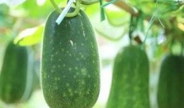 瓜多得不知道吃哪个瓜,哪一款瓜才是你的心头好？