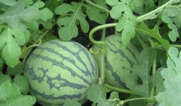 若水吃瓜,揭秘娱乐圈背后的秘密与真相