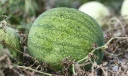 兰州吃瓜视频下载,揭秘兰州街头美食盛宴