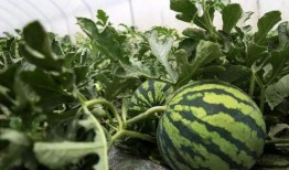 辰居路吃瓜,揭秘网红美食背后的“吃瓜”故事