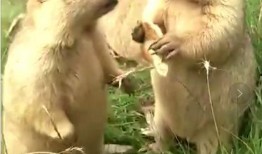 土拔鼠吃瓜,土拔鼠的夏日瓜果盛宴