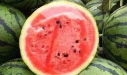 带你吃瓜之鸡吃米