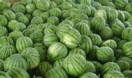 去瓜地里吃瓜,探访瓜地里的甜蜜时光