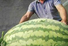 华兰吃瓜遇超大瓜,娱乐圈风云再起