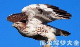 梦见老鹰吃瓜是什么意思,老鹰吃瓜背后的寓意与启示