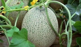 糖尿病可以吃哈密瓜,糖尿病患者的哈密瓜饮食指南