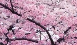 qq樱花吃瓜群,揭秘网络社交圈的趣味与争议