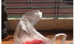 吃瓜大一新生,校园生活新鲜事大盘点