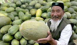 吃哈密瓜意思,尽享甜蜜滋味